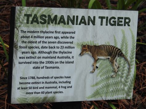 Tasmanian Tiger Similar But Different In The Animal Kingdom