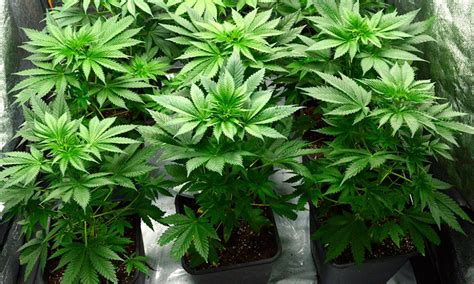 The same lighting that works best for seedlings and clones also works. Best Light Cycle for Flowering - What for Me