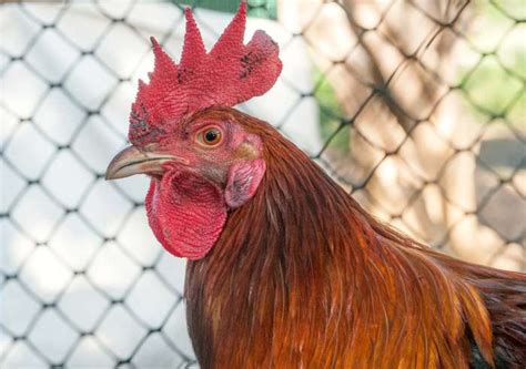 Barnyard mixes (chickens of unknown lineage) can cost $1 while prized breeds like ayam cemani can cost $5,000. Chicken | bird | Britannica