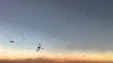 Swarm Of Dragonflies At The Twelve Apostles Youtube
