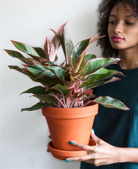 This process is called hilling because you end up creating hills of soil around stems. Buy Potted Red Aglaonema Indoor Plant | Bloomscape (With ...