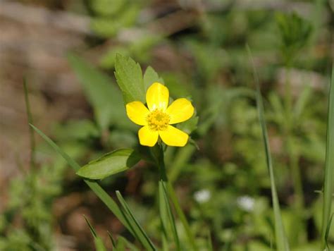 Every spring garden needs these sunny yellow blooms! Field Biology in Southeastern Ohio: Early Spring Wildflowers