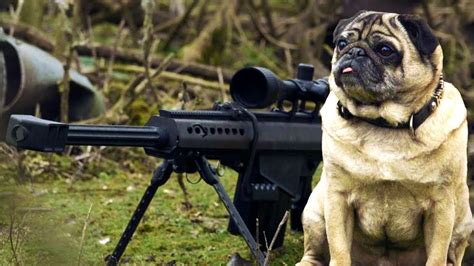 Sniper Pug Youtube