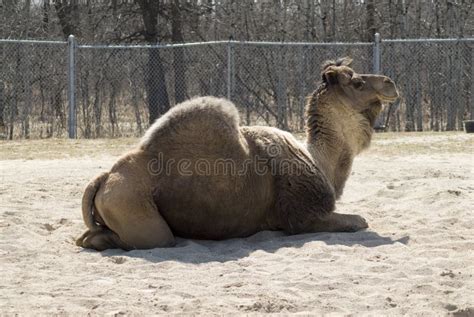 One-hump Camel stock photo. Image of desert, hair, hump - 4951864