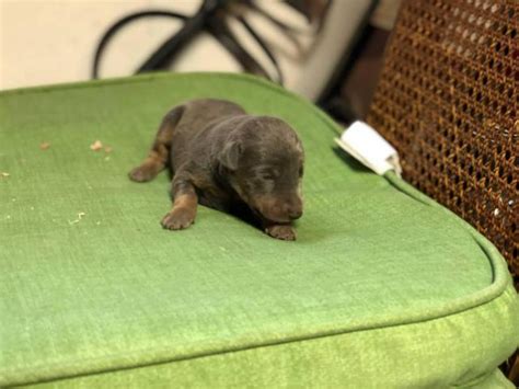 Puppies in michigan and was hoping to get some leads. 5 Purebred Doberman puppies available for rehoming in Raytown, Missouri - Puppies for Sale Near Me