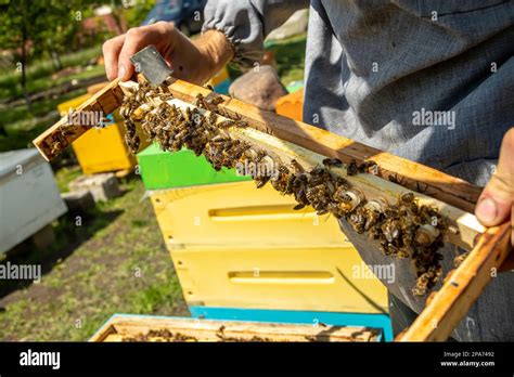 apiary with queen bees ready to go out for breeding bee queens royal jelly in plastic queen