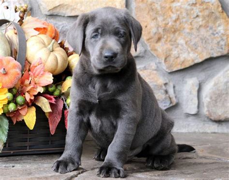 Taking great pride in breeding quality akc silver, charcoal & champagne puppies with top blood lines since 2003. Samson | Labrador Retriever - Charcoal Puppy For Sale ...