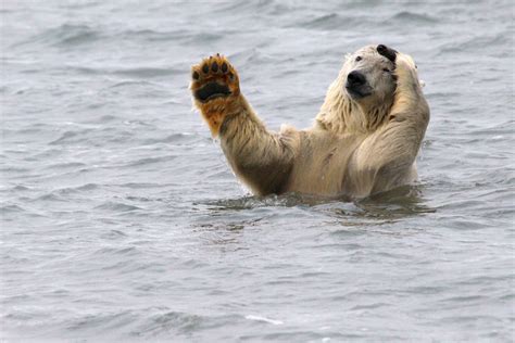 Are There Any Polar Bears In Iceland