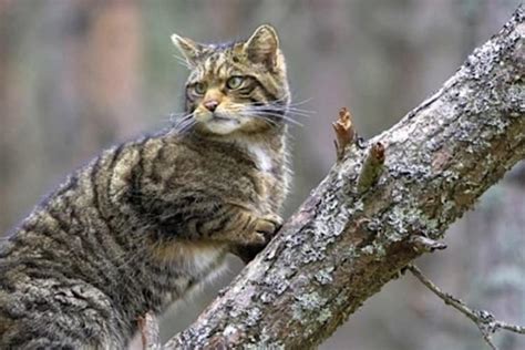 Scotland Changes Course To Save Its Last Native Wildcats Focusing On