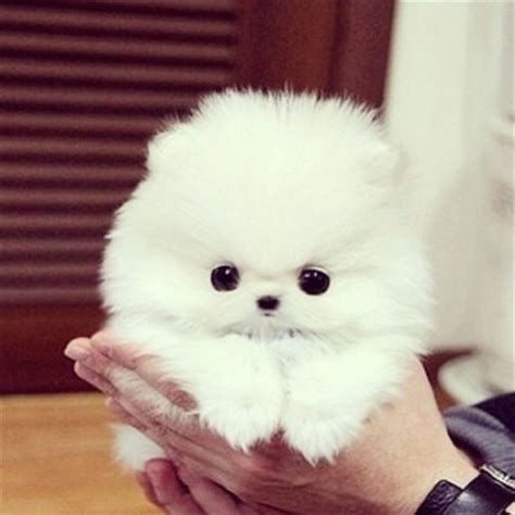 This is where i got. The Teacup Pomeranian: Does It Exist And, If So, It Is A ...