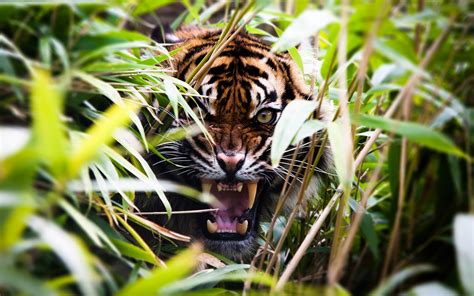 デスクトップ壁紙 被写界深度 自然 植物 虎 野生動物 大きな猫 ジャングル オセロット ジャガー 雨林 轟音 動物