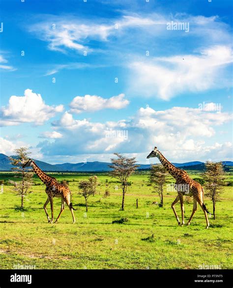 Groupe De Jirafas Andando En La Sabana Africana En La Reserva Nacional