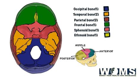 8 Cranial Bones Anatomy And Clinical Conditions Woms