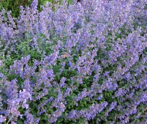 Nepeta Faassenii Six Hills Giant Catmint Perennial 9cm Pot Etsy