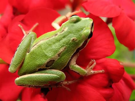 Free Green Frog Stock Photo