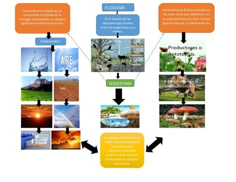 Ecosistema Qué Es Concepto Tipos Componentes Y Ejemplos Ebb
