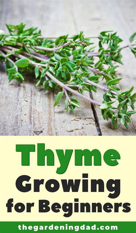 3 Easy Tips How To Grow Thyme From Seed Artofit