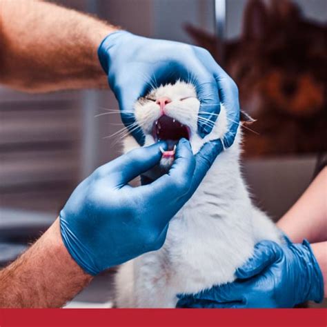 Maybe you would like to learn more about one of these? Signs And Types Of Oral And Gum Disease In Cats - PetlifeSA