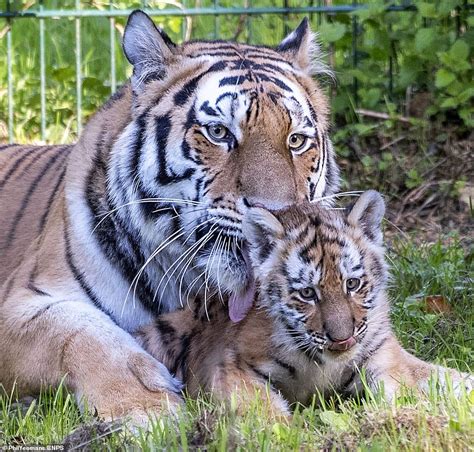 Amur Tiger Cubs Pounce And Play Fight With Their Mother As They Venture