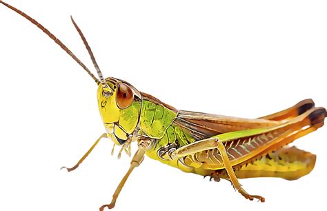 Grasshoppers Insetos Clipart Large Size Png Image Pikpng My Xxx Hot Girl