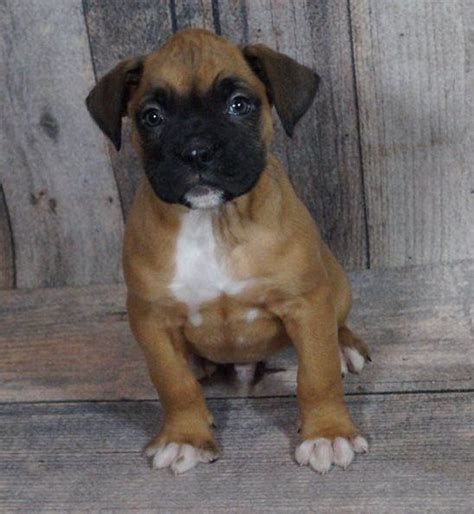 Boxer puppies for sale in californiaselect a breed. Boxer Puppies For Sale | Sacramento, CA #287211 | Petzlover