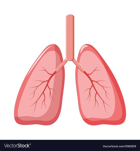 Human Lungs Icon In Cartoon Style Royalty Free Vector Image