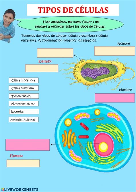 Ficha De Tipos De Células Clasificacion De Las Celulas Clase De