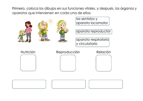 Ejercicio Interactivo De Funciones Vitales De Los Seres Vivos Ciencias