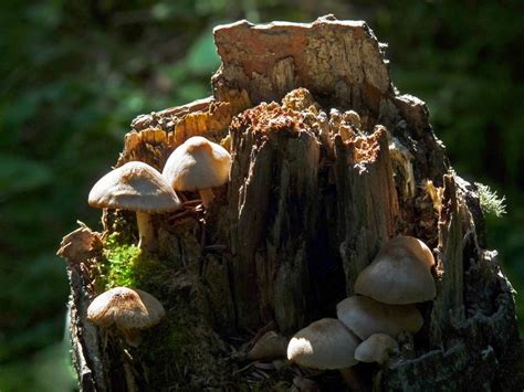 Mushrooms Growing Out Of An Old Tree Stump