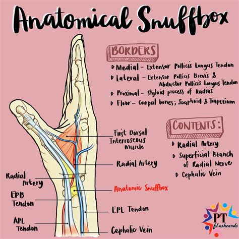 Anatomical Snuff Box Borders The Practice Of Sniffing Or Inhaling A