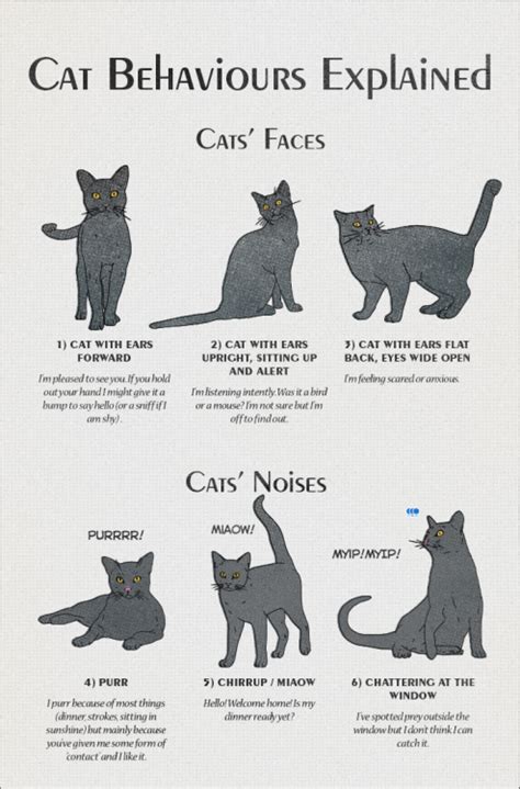 Cat Behavior American Infographic In 2020 Cat Behavior Cat