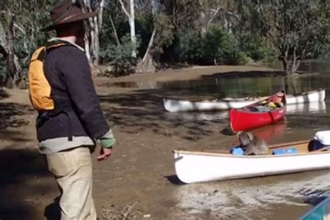 Stuck Koala Makes International Headlines After Hitching Canoe Ride To