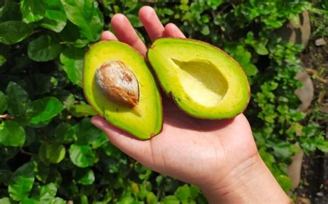 How To Pick And Ripen Avocados At The Grocery Store