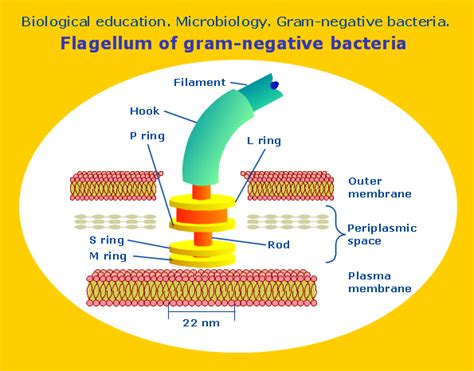 Microbiological Diagram Sample Flagellum Of Gram Negative Bacteria