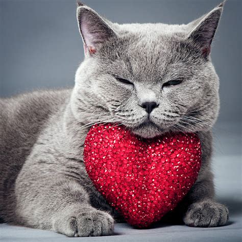 happy valentine s day cat images viralhub24