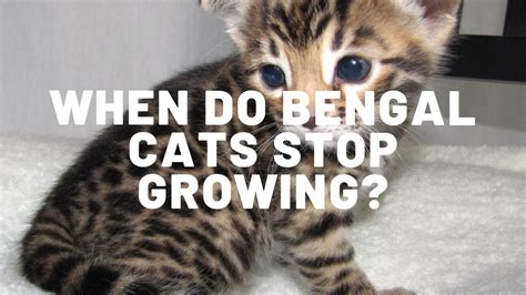 Some are very long, lanky cats because they were crossed with egyptian maus, but some are very stocky and compact. When Do Bengal Cats Stop Growing? - Authentic Bengal Cats