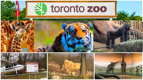 Toronto Zoo🇨🇦 Canada Zoo In Winter Full Walking Tour Youtube