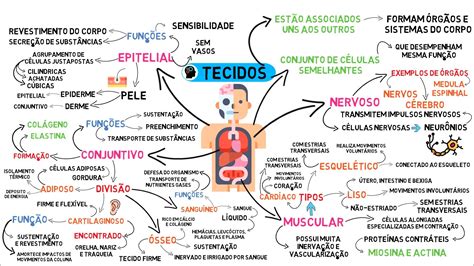 Mapas Mentais Sobre CORPO HUMANO Study Maps