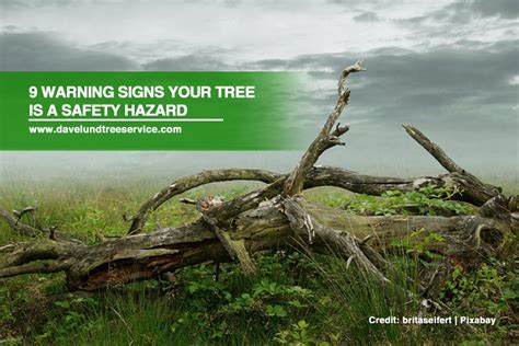 9 Warning Signs Your Tree Is A Safety Hazard Dave Lund Tree Service