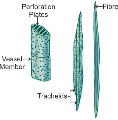 Wiring And Diagram Diagram Of Xylem And Phloem