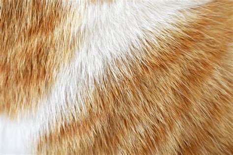 Cat Fur Texture Background Orange Or Ginger And White Cat Coat