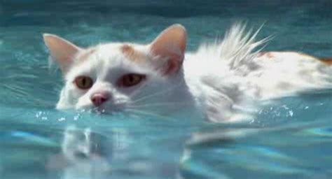 Turkish Van Cat Swimming We Love Cats And Dogs