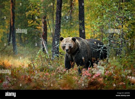 bear hidden in yellow forest autumn trees with bear beautiful brown bear walking around lake