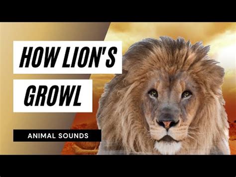 The #1 sound effects files, get yours today! The Animal Sounds: Lion's Growl / Sound Effect / Animation ...