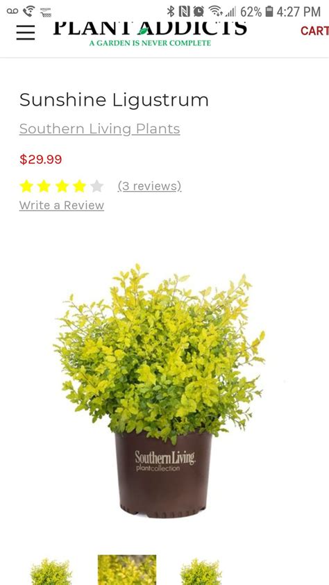 This is a true landscaping treasure. Pin by fullerscraps on garden ideas | Plants, Garden, Sunshine ligustrum