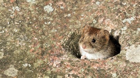 Die wühlmaus, spezifischer die schermaus, treibt es im garten ganz schön rund und geht aus diesem grund vielen dazugehörigen besitzern ziemlich auf die nerven. Was tun gegen Wühlmäuse im Garten? | MDR.DE