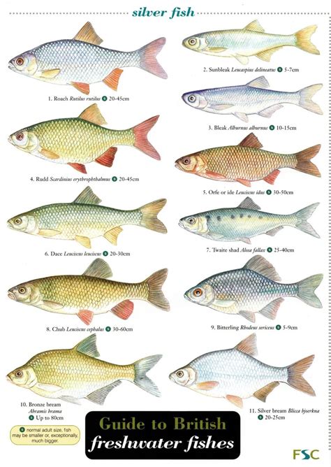 Laminated Field Guide Freshwater Fishes Broadoak Nursery