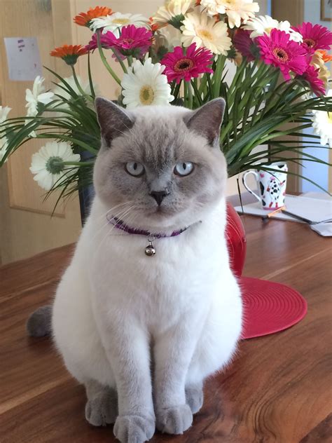 My Lilac Colourpoint Cute Cats British Shorthair Cats Beautiful Cats