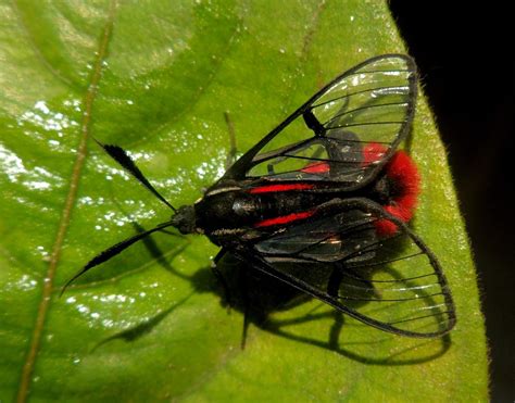 Scarlet Tipped Wasp Mimic Project Noah