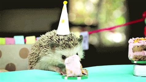 Maybe you would like to learn more about one of these? Birthday Hedgehog GIF - Find & Share on GIPHY